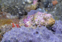 poisson scorpion