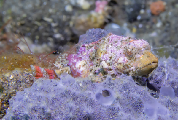poisson scorpion