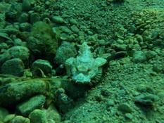 Poisson scorpion