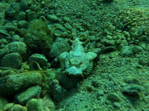 Poisson scorpion