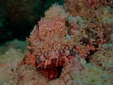 Poisson-scorpion à houppes ?
