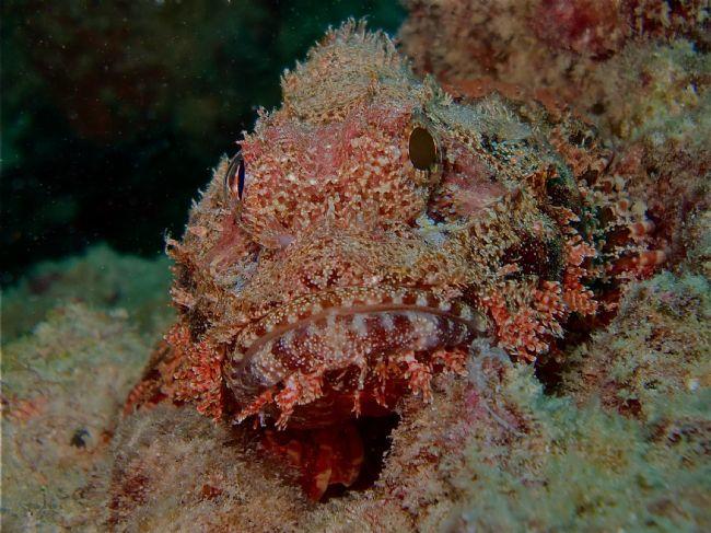 Poisson-scorpion à houppes ?