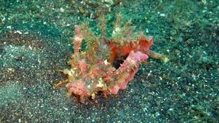 poisson scorpion feuillu ?