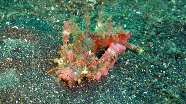poisson scorpion feuillu ?