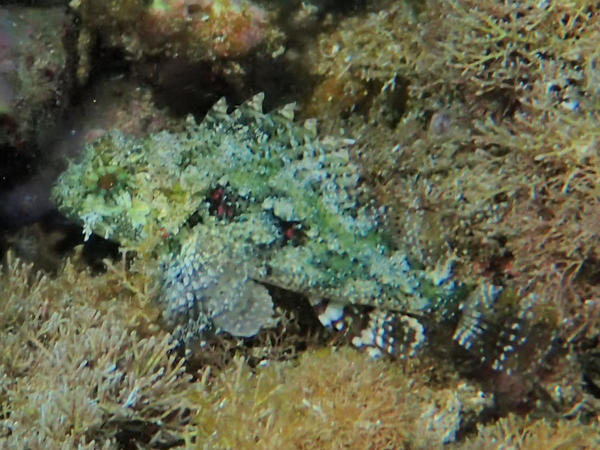 poisson scorpion (?) ile de la Reunion