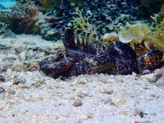 Poisson scorpion mais lequel ?