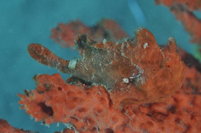 poisson scorpion?