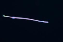 Poisson serpentiforme