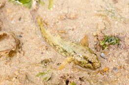 Poisson sur l'entran