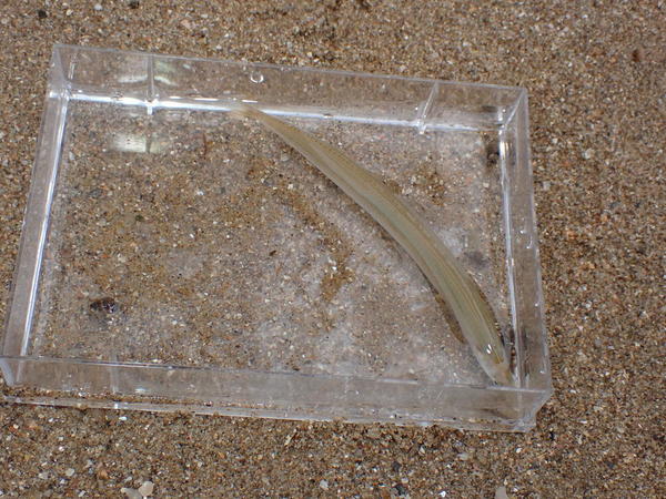 Poisson sur l'estran - Loire-Atlantique