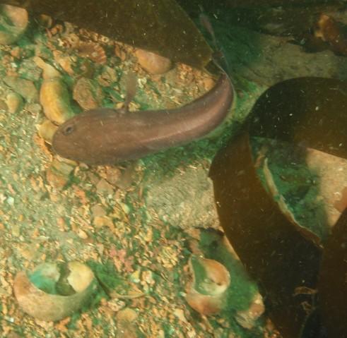 poisson têtard