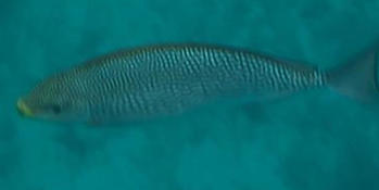 Poisson thailande