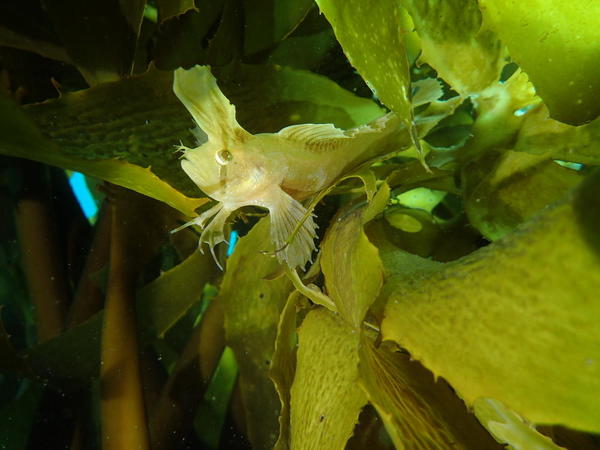 Poisson vivant dans le kelp, Nouvelle Zélande