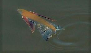 poisson volant