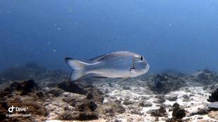 Poisson (Zanzibar)