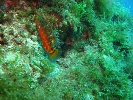 poisson