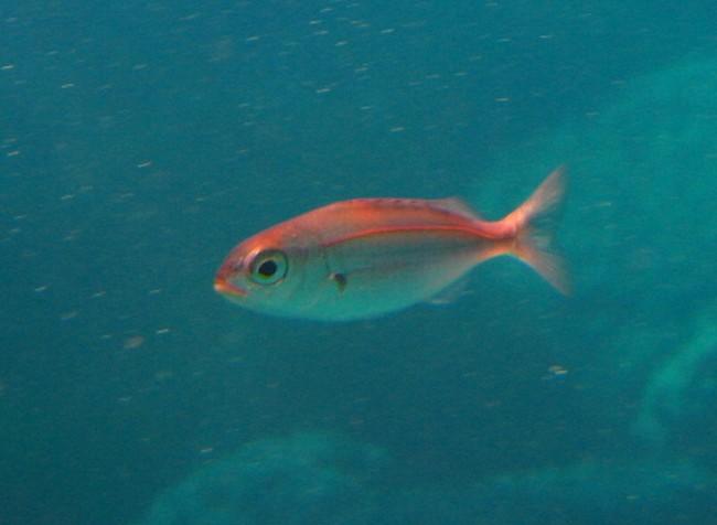 <p>Voici une image d'un juvénile prise en mer qui devait faire moins de 10cm (au palier)</p>