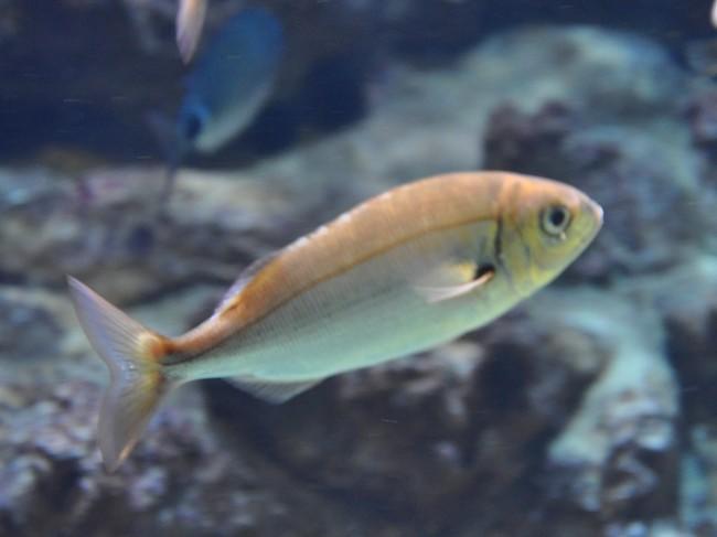 <p>Voici une photo prise dans le même aquarium en 2010. Je ne me souviens pas s'il y avait un étiquetage.<br />Claude W. </p>
