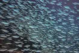 poissons argentés