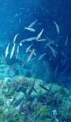 Poissons au dos ornés de ronds
