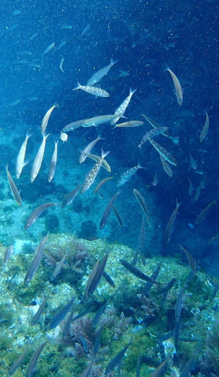 Poissons au dos ornés de ronds
