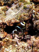 poissons clown  Amphiprion akindynos ?