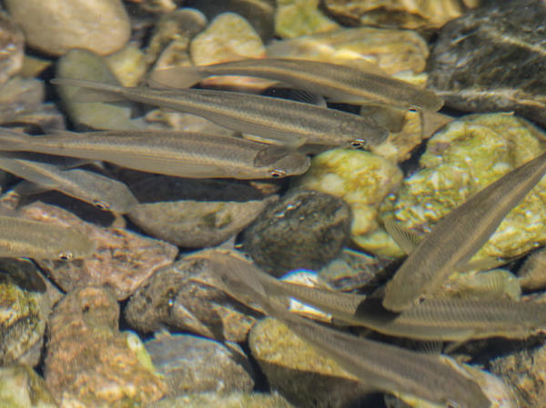 Poissons en banc. Qui sont-ils ?