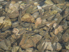 Poissons identifiables ?
