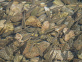 Poissons identifiables ?