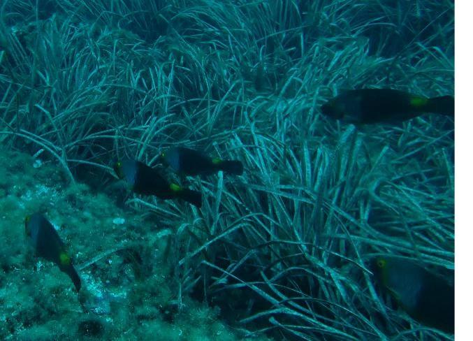 Poissons-perroquets (Méditerranée)