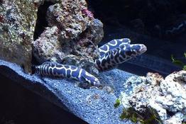 Poissons serpentiformes