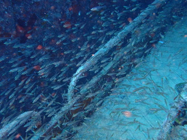 Poissons sur épave