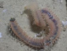 Poliqueto a identificar