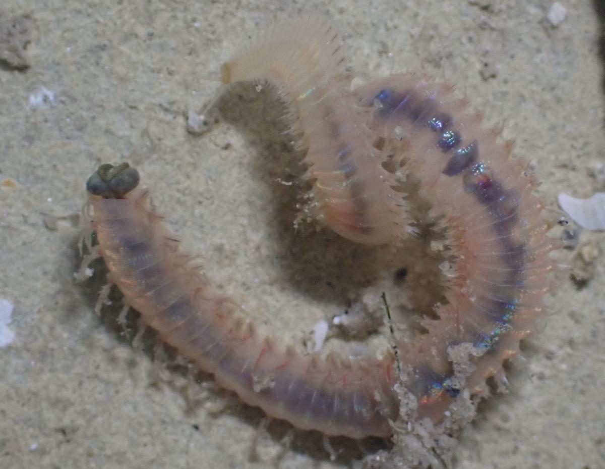 Poliqueto a identificar