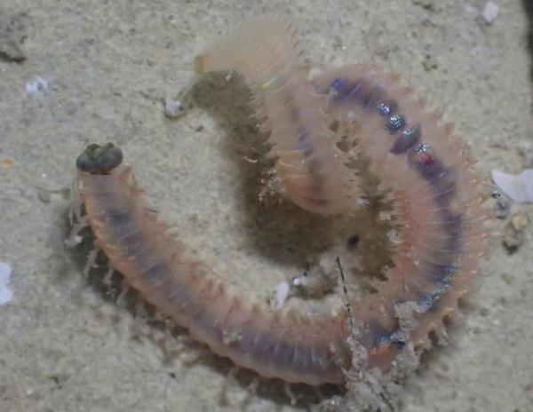 Poliqueto a identificar