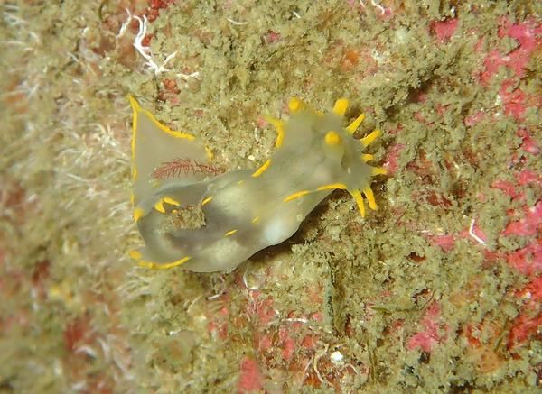 Polycera faeroensis ?