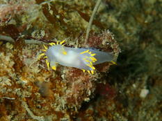 Polycera faeroensis à Ouessant (Bretagne)