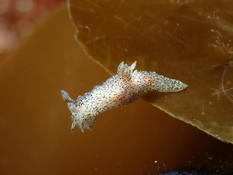Polycera norvegica à Ouessant (Finistère)