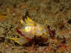 Polycera quadrilineata?