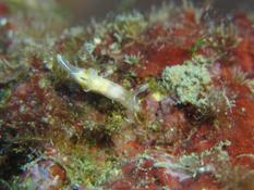 Polycera sp. ?