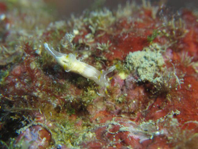 Polycera sp. ?