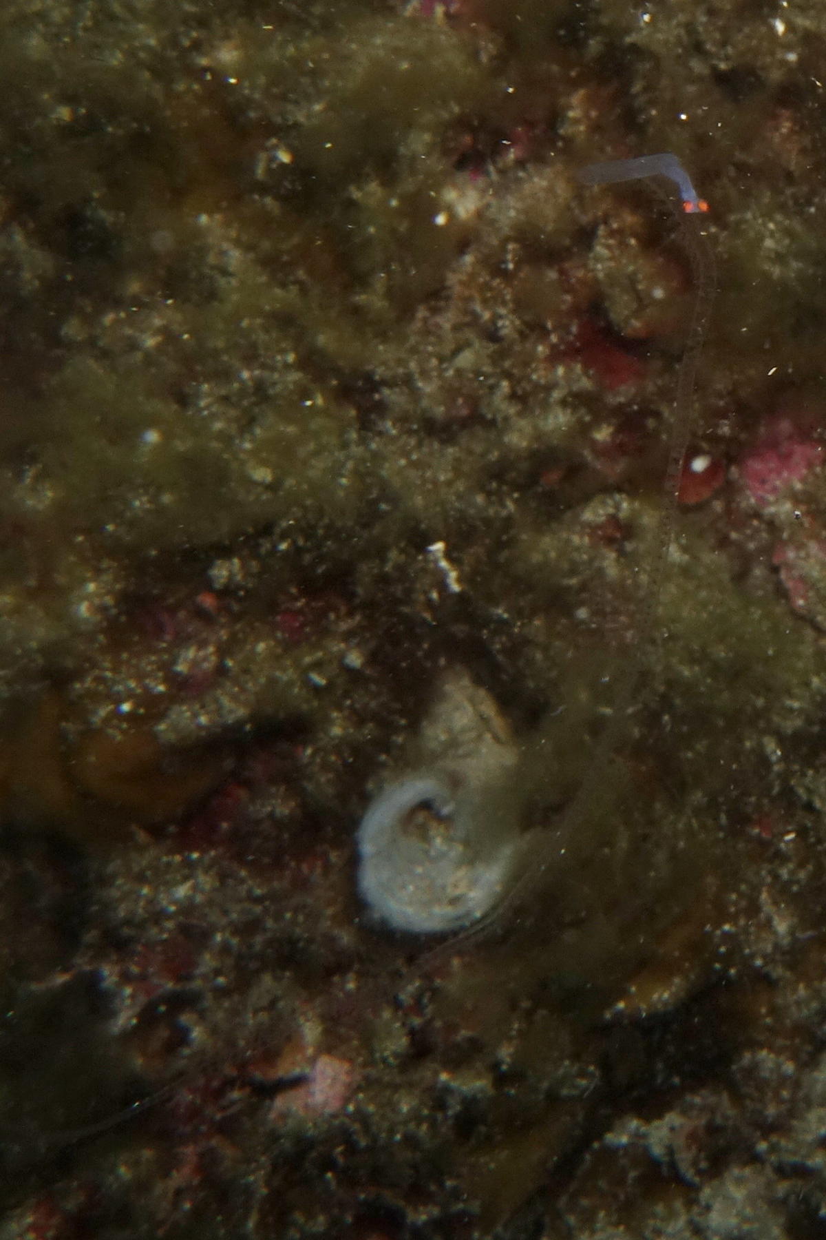 Polychète planctonique ?