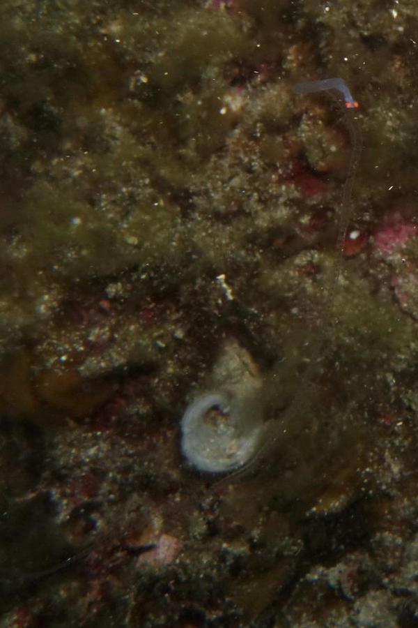 Polychète planctonique ?