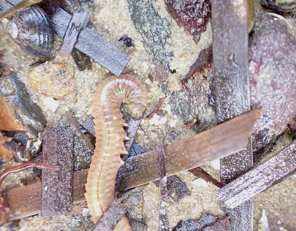 polychetes mais lequel ?