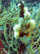 Polyclinum aurantium ? (Méditerranée)