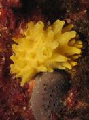 Polymastia boletiformis?