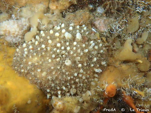 Polymastia mamillaris ? la vraie ?