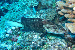 Polynésie : Fakarava Sud  Un mérou  epinephelus tauvina