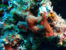 Polysiphonia ? Cyano ? Autre?