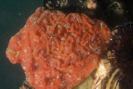 Polysyncraton lacazei?